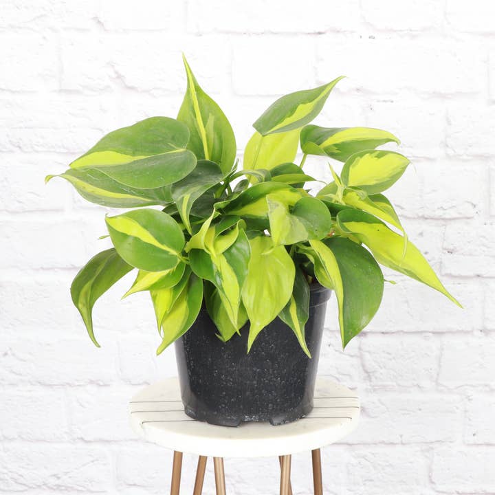 Thorsen's Greenhouse - Wholesale Live Plant - Brazil Philodendron - Live Plant