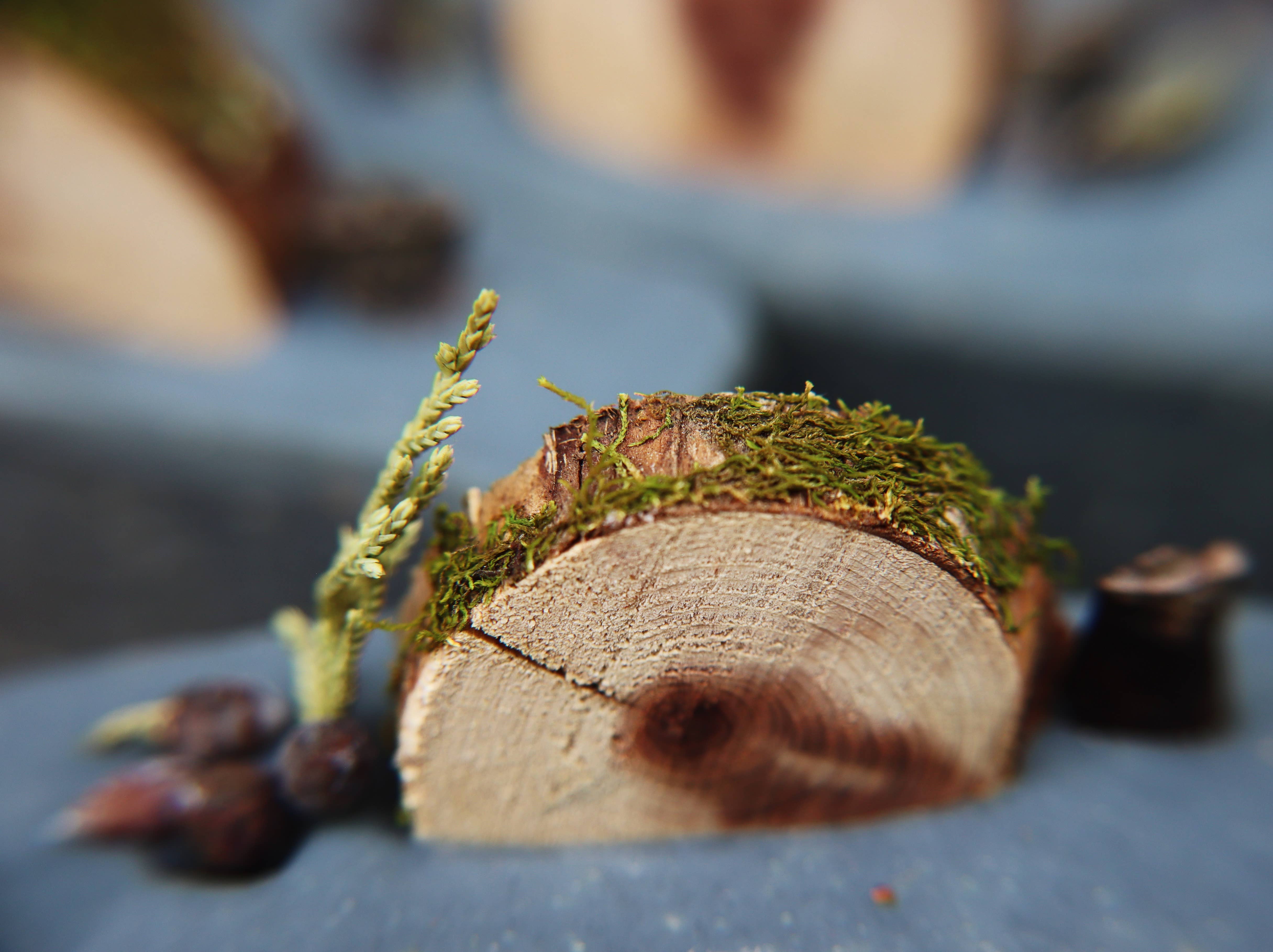 MOTH WOOD - Wholesale Bar Soap - Into the Woods Goat Milk Soap2