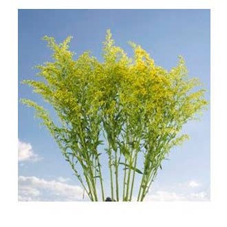 Florasource - Wholesale Fresh Cut Flowers - Asters BULK BOX 150 Stems3