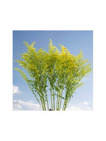 Asters BULK BOX 150 Stems for wholesale by Florasource