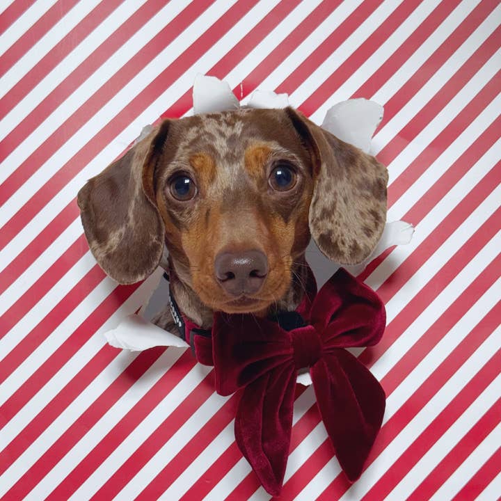 Cocopup London - Wholesale Pet Bow Tie - Dog - Luxe Velvet Sailor Bow Tie - Berry Red1