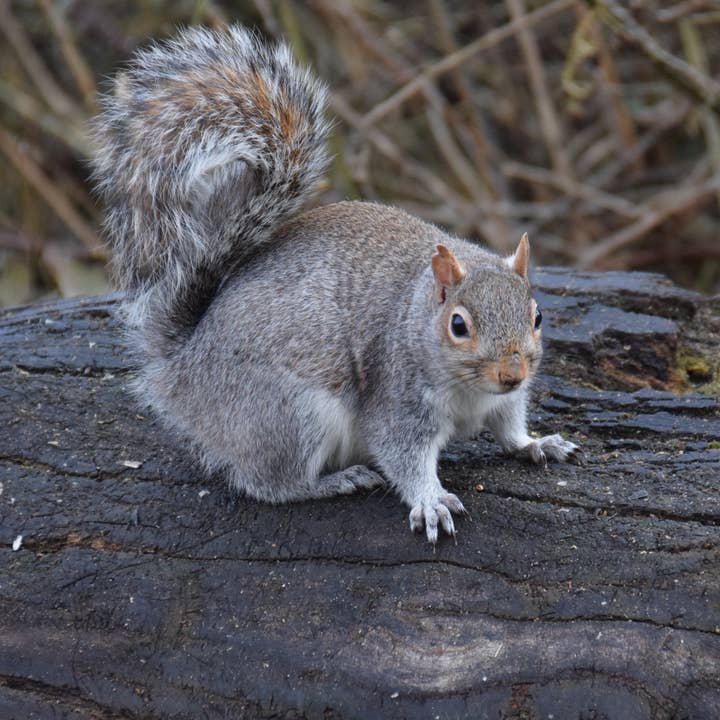 écureuil 3 Impression A4 pour la vente par Red Berry Photos