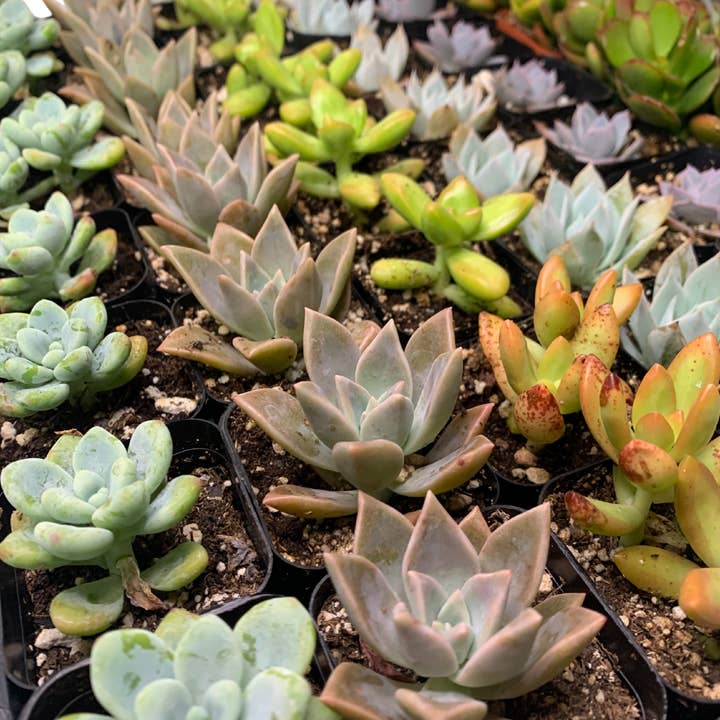 Flow State - Wholesale Succulent - 2" Assorted Succulents – Wholesale Live Houseplant1
