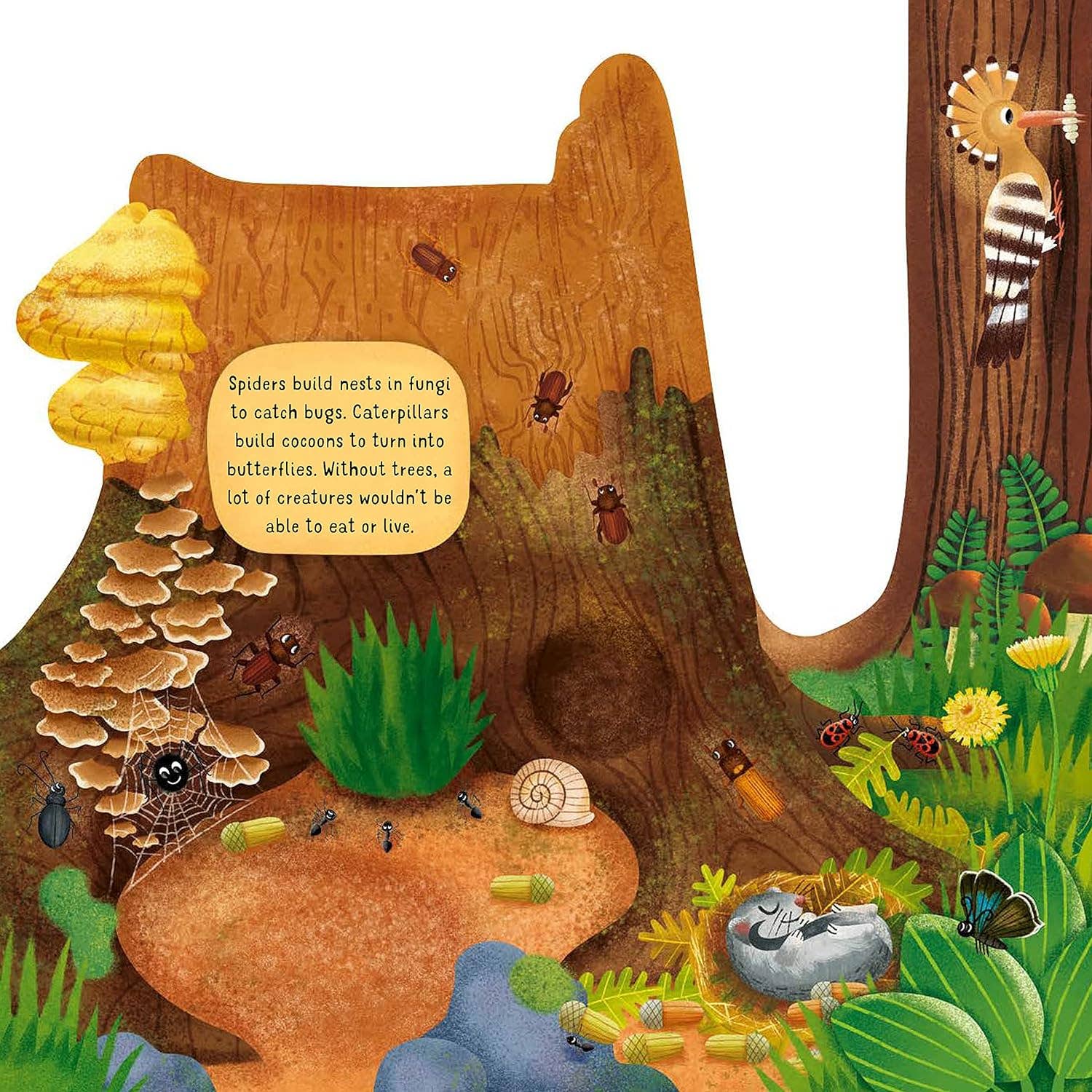 Fox Chapel Publishing - Wholesale Nature & Outdoors - Discovering the Hidden Woodland World - Kid's Picture Book2
