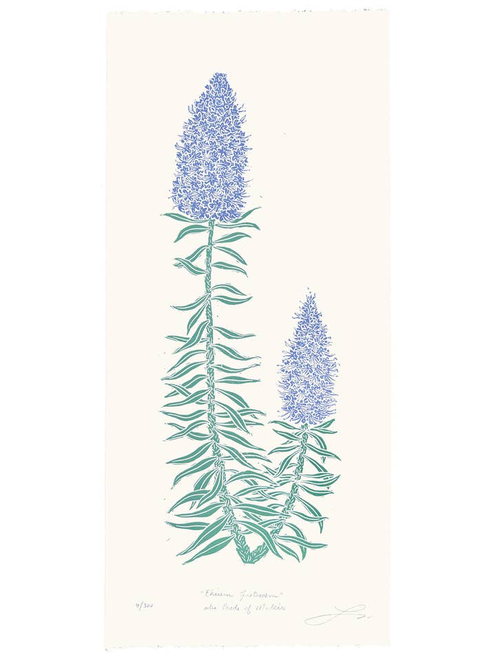 Echium Fastuosum aka Pride of Madeira for wholesale by Lili Arnold