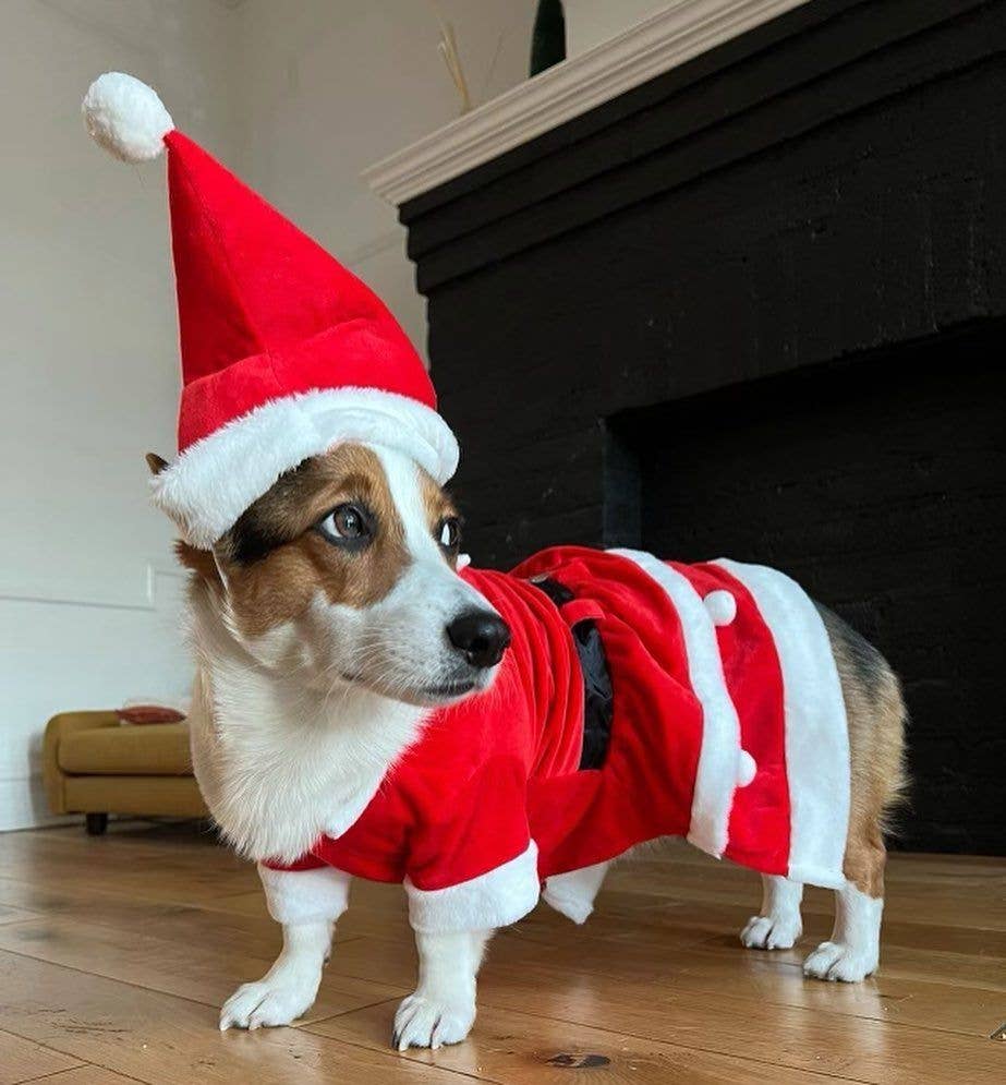 Show & Tail - Vendita all'ingrosso Costume da carnevale - Cani - Abbigliamento per animali - Il Papà Natale7