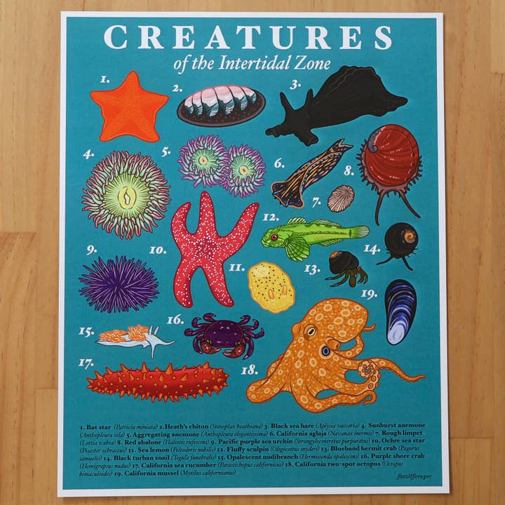 Creatures of the Intertidal Zone Print for wholesale by Fossil Forager
