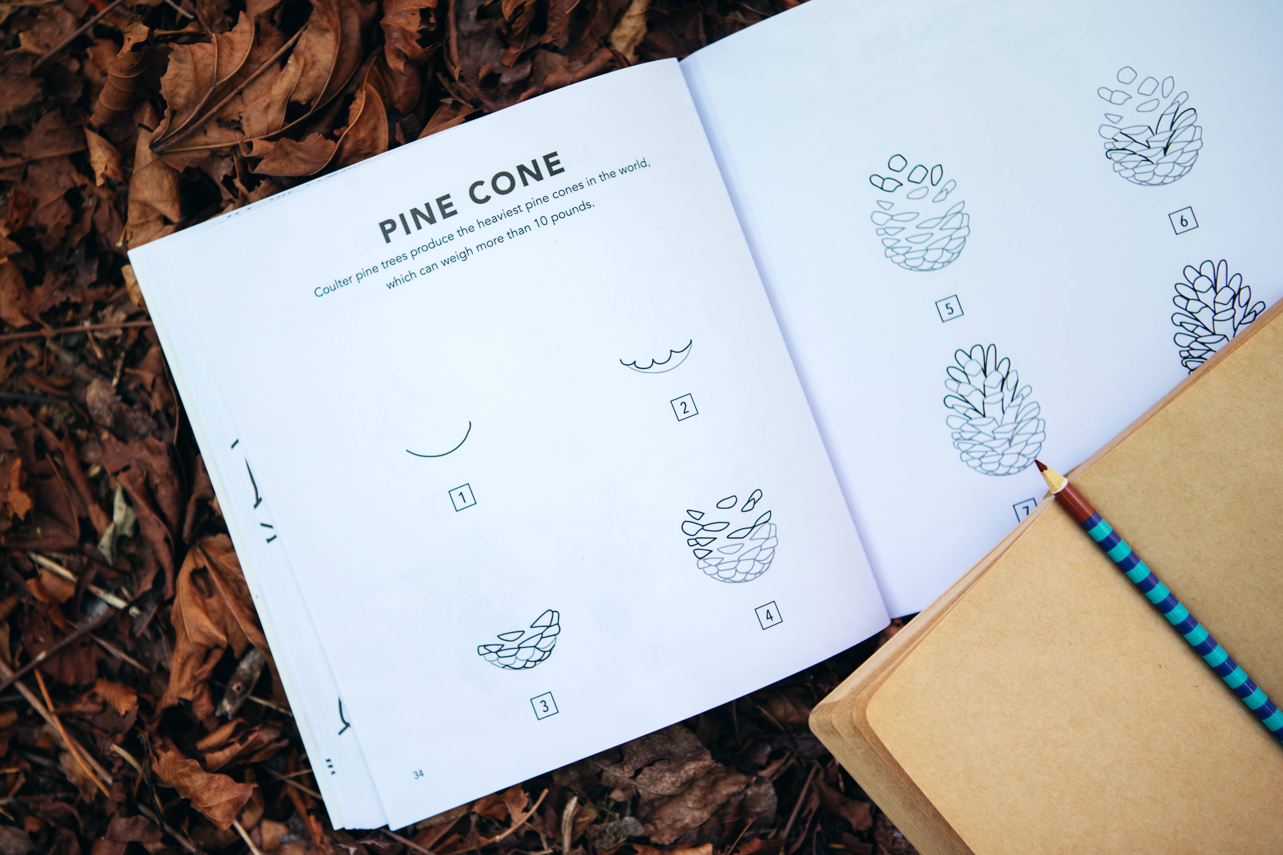 Paige Tate & Co. - Wholesale Coloring & Activity Book - Kids & Baby - Fall Things: How to Draw Books for Kids with Pumpkins, Scarecrows, Turkeys and More6