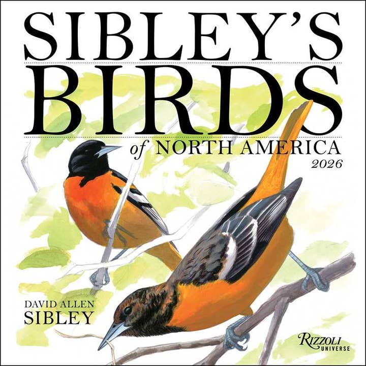 Sibley's Birds of North America 2026 Wall Calendar by David Allen Sibley and other Purchase Wholesale sibley. Free Returns & Net 60 Terms on Faire trending on Faire.