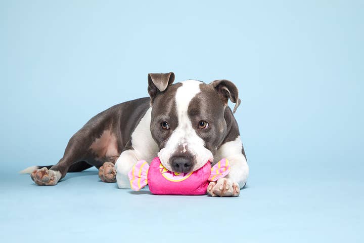Pet Palette Distribution - Wholesale Pet Squeaky Toy - Dog - BARK Bubble Gum