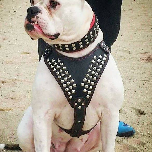 Harnais Star pour la vente par Serendipityfile