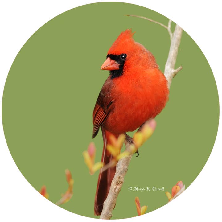 MC kardinal for engroshandel hos Andreas