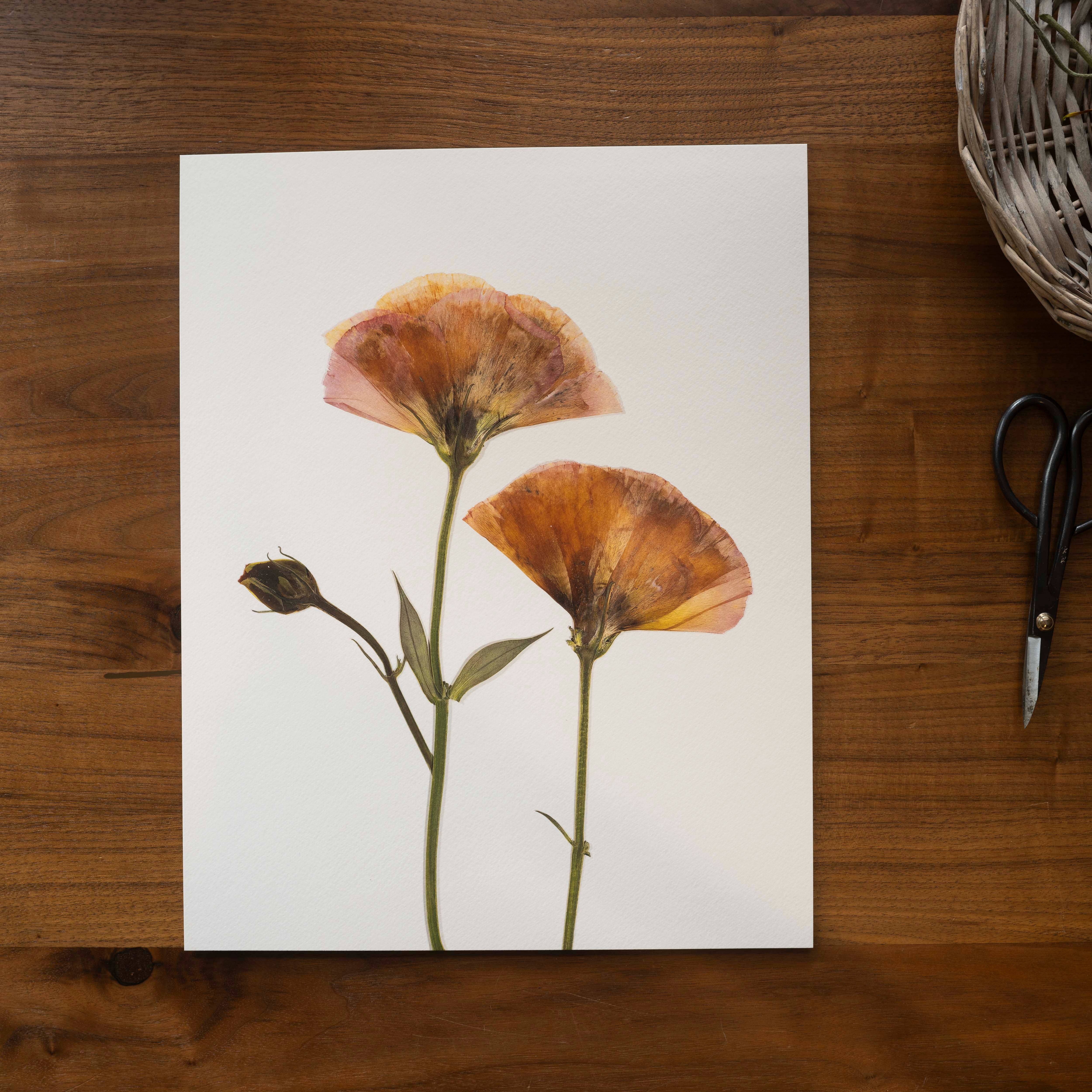 Hope Steinle Pressed Flower Art - Wholesale Art Print - Pressed Flower Fine Art Print - "Blush & Bloom"2