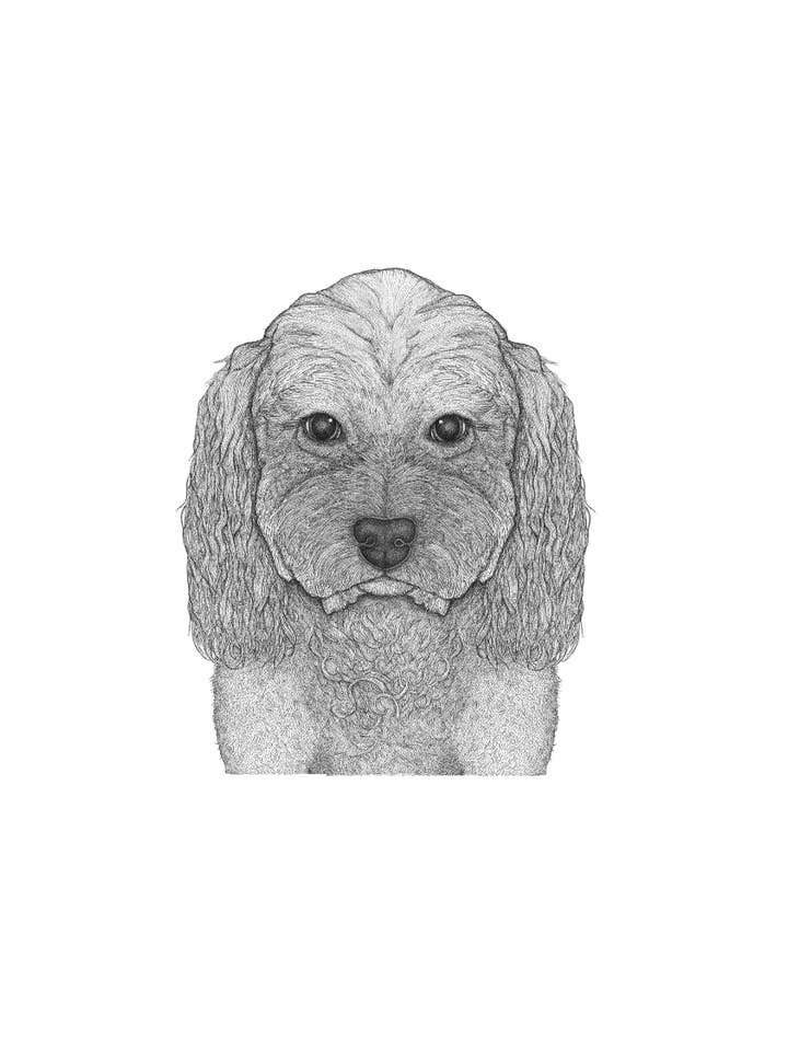 Latte the Cavoodle - Fuldt ansigt for engroshandel hos Dots by Donna