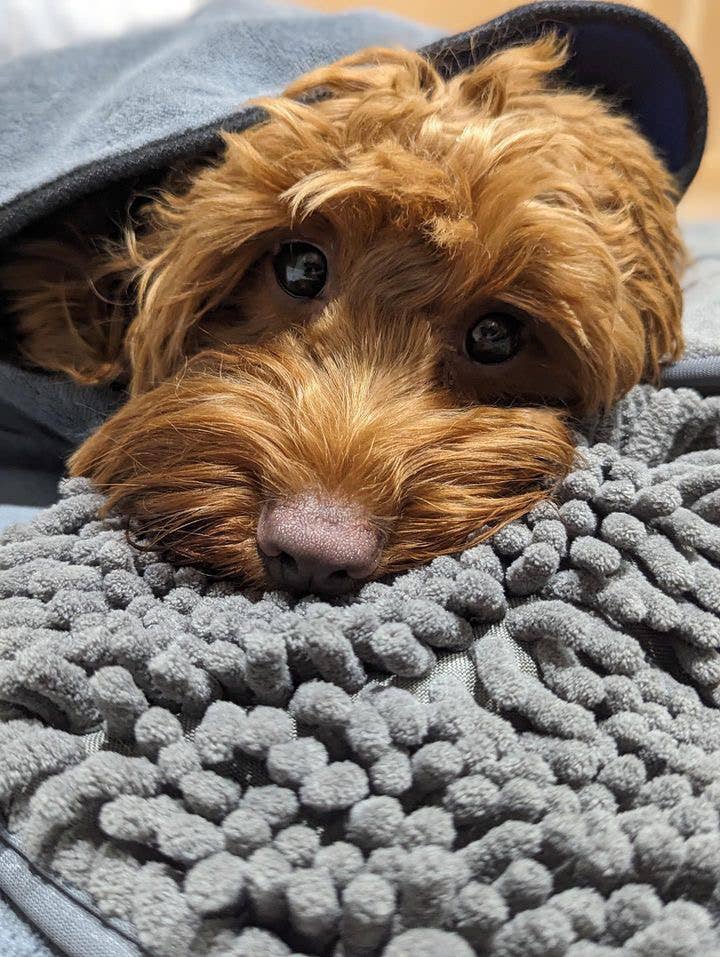 Pet Wiz - Vente Serviette – chien - Serviette pour chien en microfibre à texture chenille avec poche pour les mains4