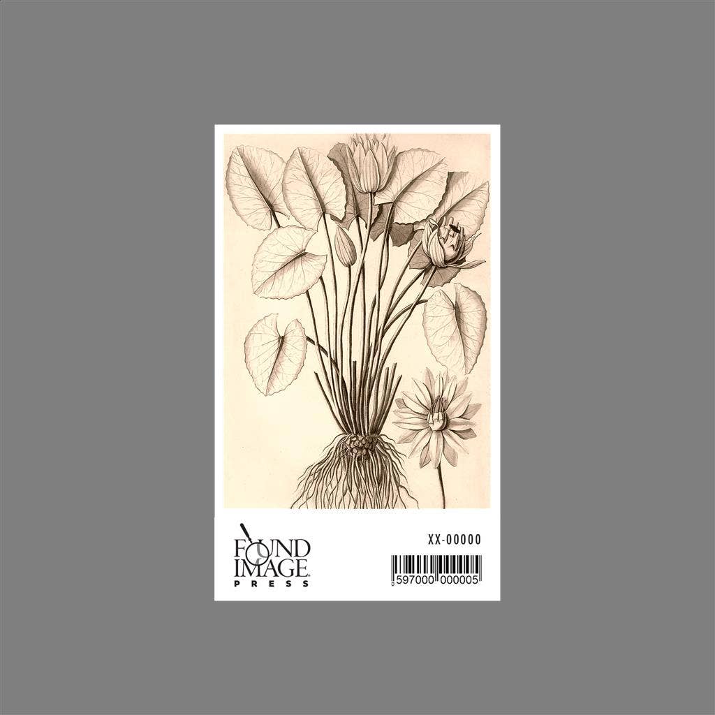 Found Image Press - Wholesale Sticker - Sticker FC-285 Water Lily Drawing1