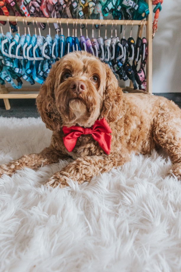 SASSY WOOF - Wholesale Pet Bow Tie - Dog - Dog Sailor Bow - Merlot 3