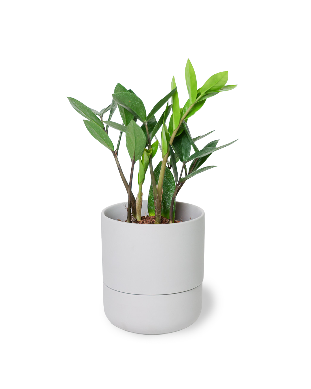 Chive - Vente Pot - Ryan Pots de Plantes d'Intérieur Auto-Arrosants19