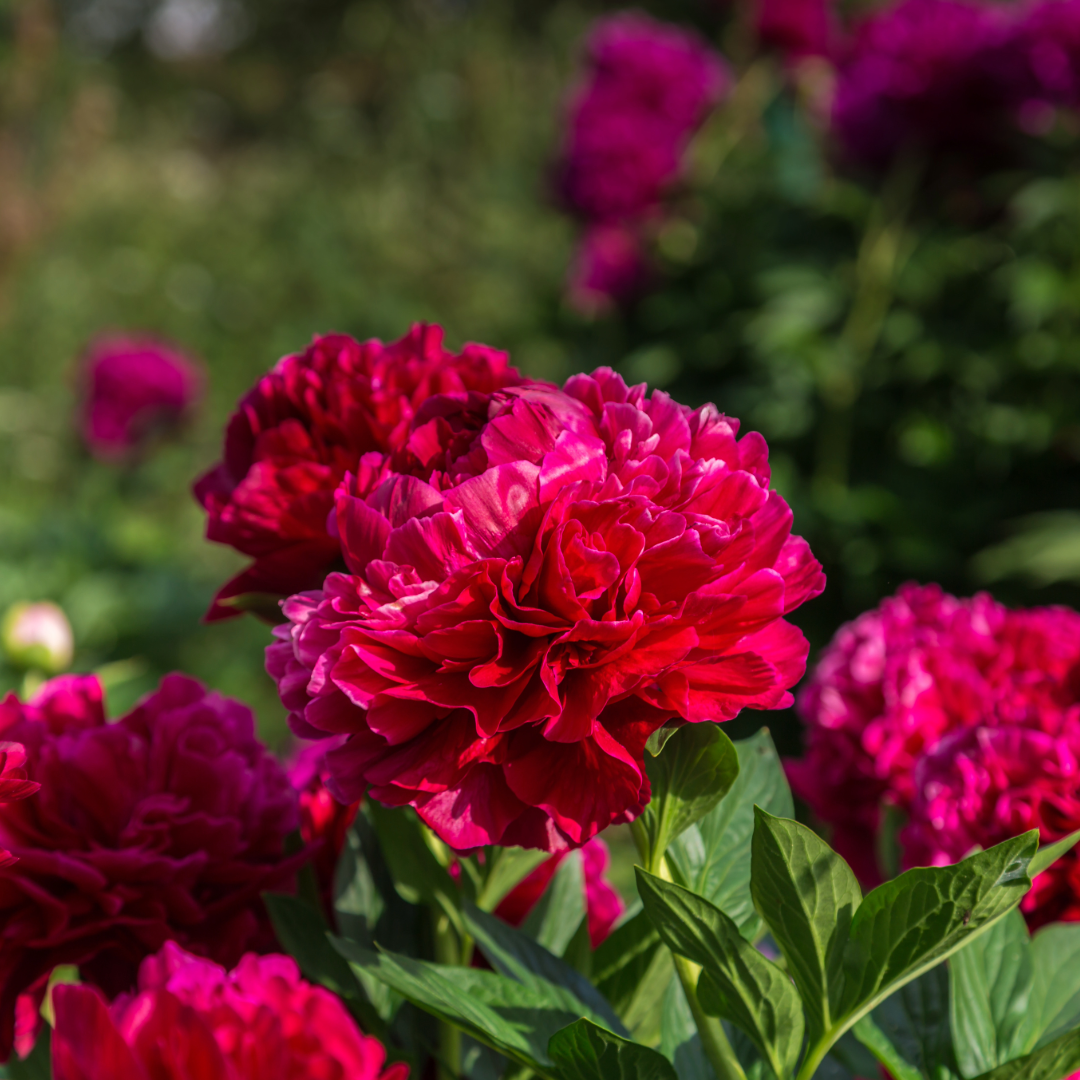 Thorsen's Greenhouse - Vente Plante - Bulbes de pivoines - Variétés multiples - Vivaces12