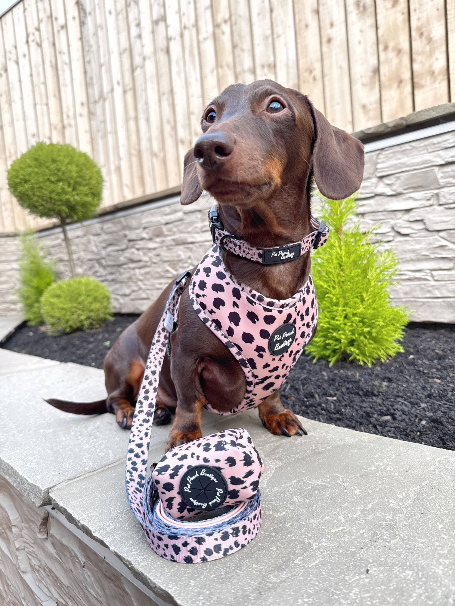 Pet Pooch Boutique - Wholesale Pet Harness - Dog - Polka Pup Noir Dog Harness  (leopard print/timeless classic)7