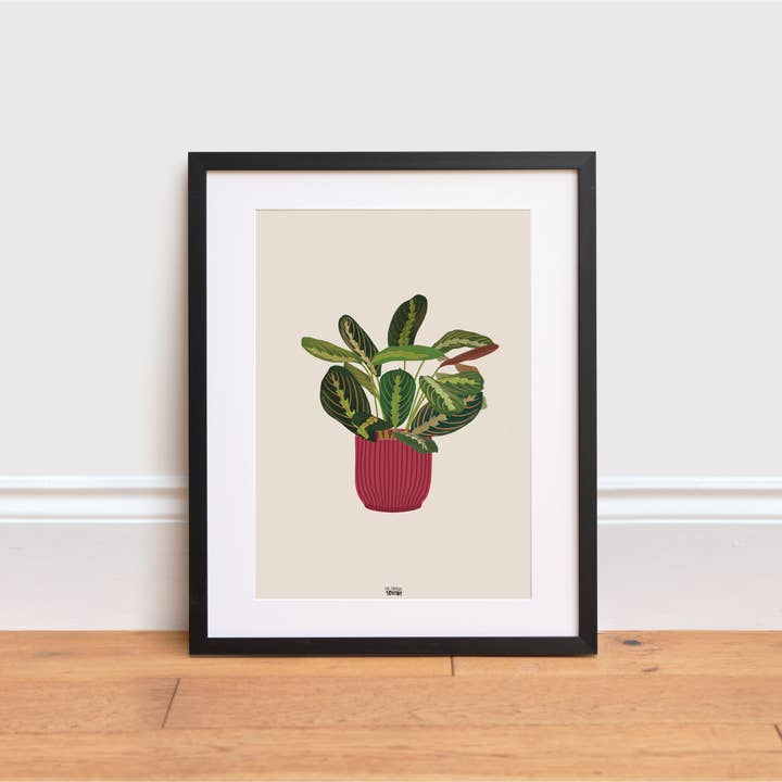 Gebetspflanze für den Großhandel von The Creative Toucan ltd