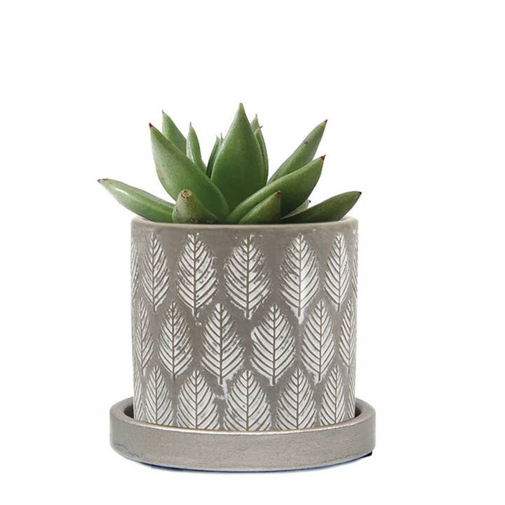 Chive UK - Vente Pot - Balter Pot avec soucoupe pour plantes d'intérieur, cactus, plantes succulentes4