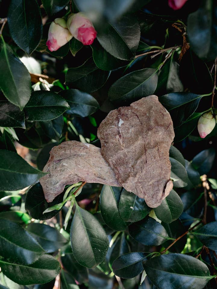 PORK LIVER | Freeze-Dried Dog + Cat Treat for wholesale by Love Liparu