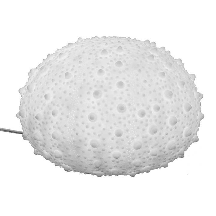 Modern World by Contrast Inc. – wholesale Accent/desk lamp – Sandstone Sea Urchin Lamp