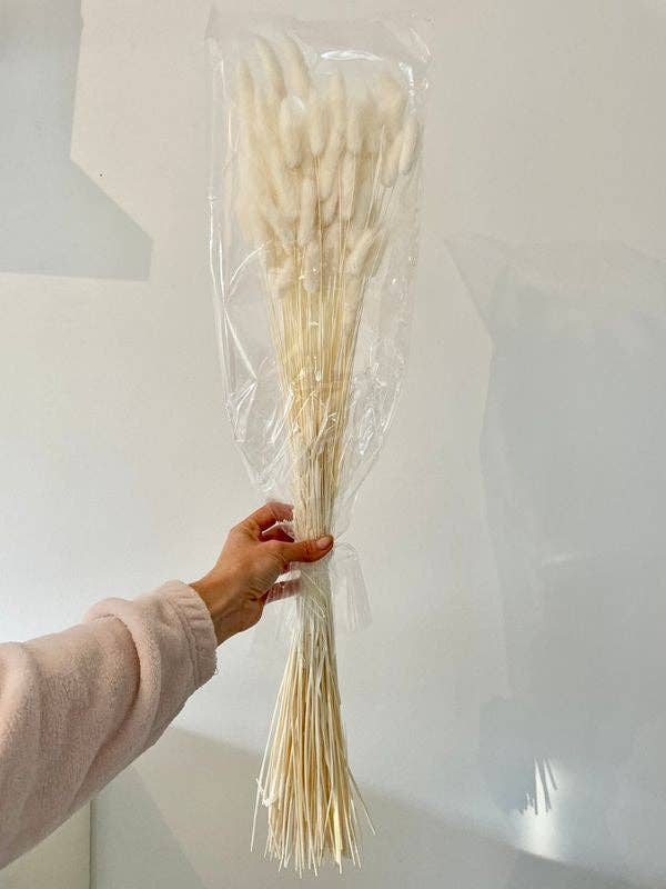 Chaton Et Monsieur Ours - Wholesale Dried/Pressed Flowers - dried LAGURUS blanched2