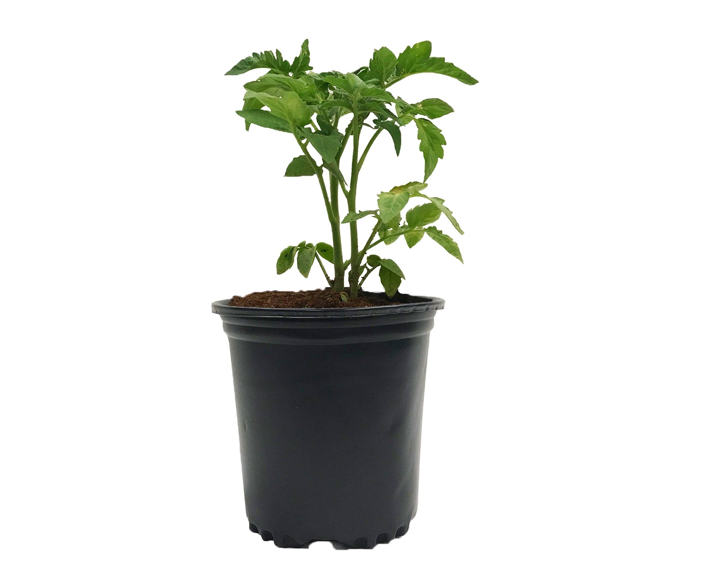 Viagrow - Wholesale Plant Pot - Viagrow 1/2 Gallon Nursery Pot (EA)6