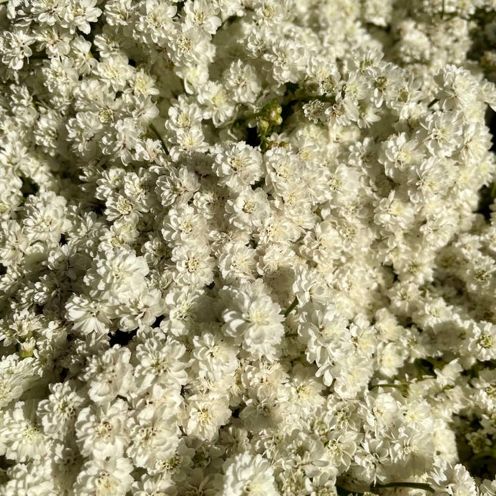 Lovejoy Farms Premium Dried Flowers – Flores secas/prensadas por atacado – Achillea of Pearl - Flores Secas Brancas Delicadas4