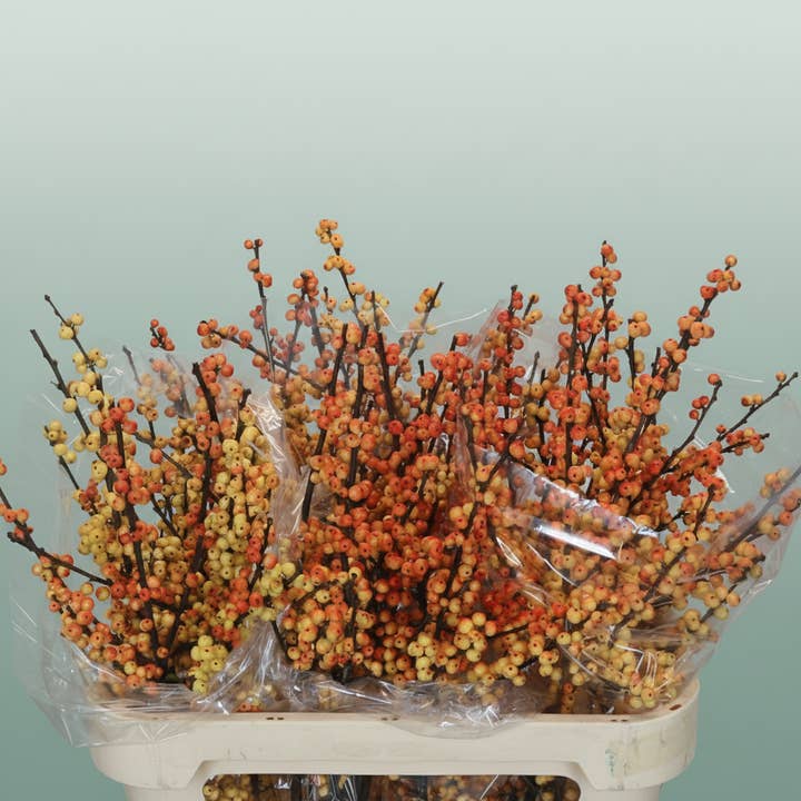 Orange Ilex Berry Cresgold for wholesale on Faire1