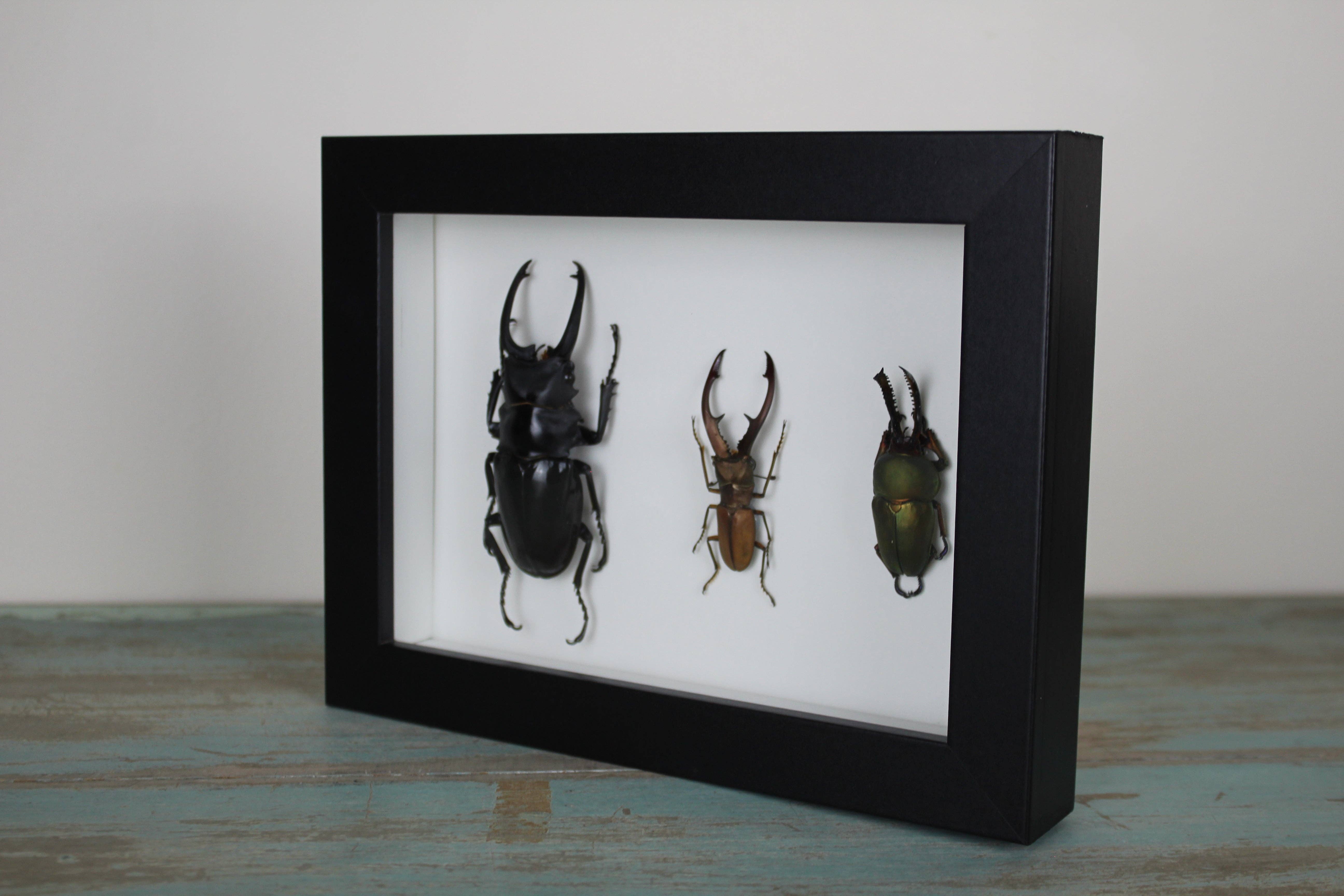 Newman Art Designs – wholesale Dimensionell/3D-väggkonst – Trippelhjortbaggar i en ram2