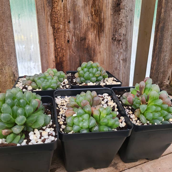 Haworthia cooperi var. truncata for wholesale by Buzz + Thrive Gardens