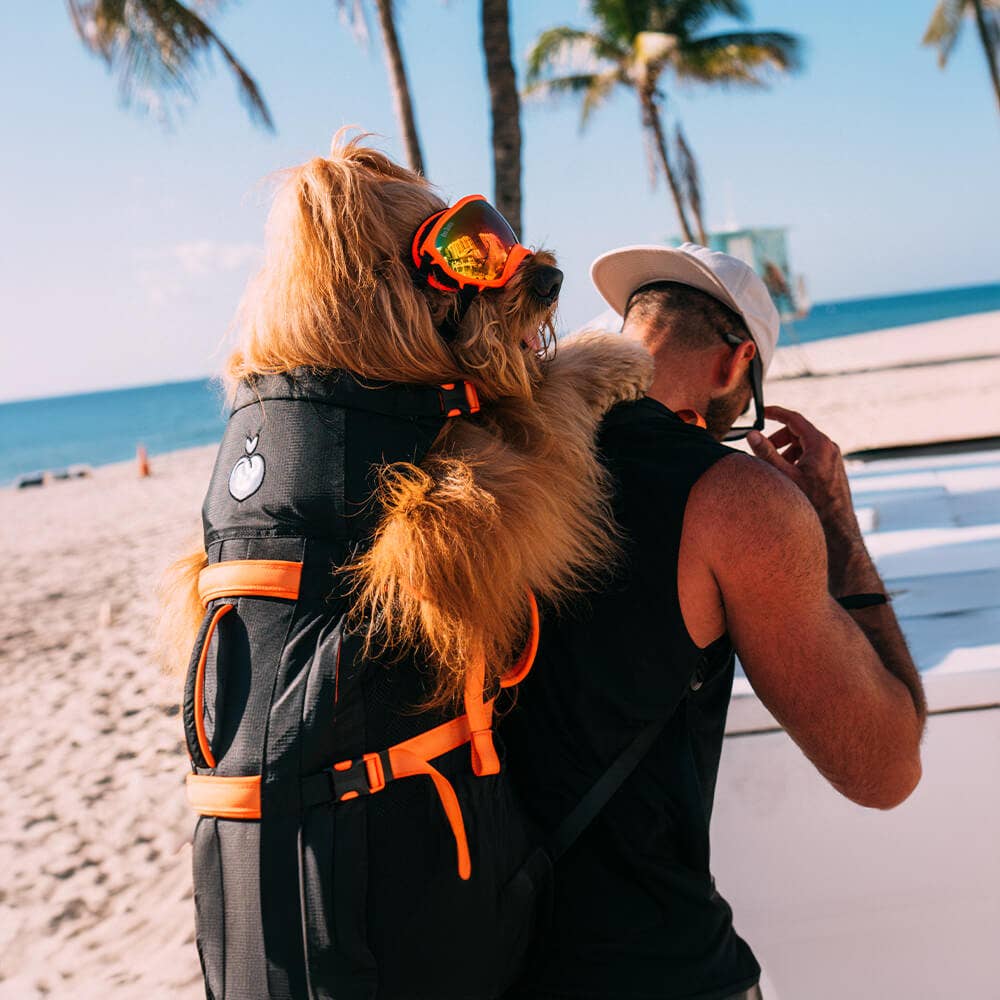 Negro Mochila Brodie One Big Dog de venta al por mayor en Faire15