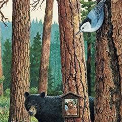 Frame of Mind - Wholesale Stationery/Notecard Set - Restoring America's Forests - Note Card1