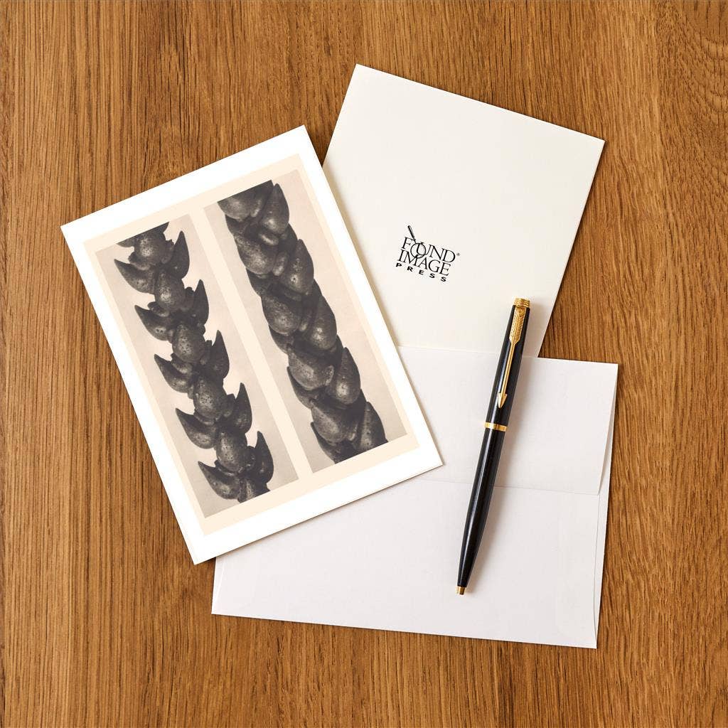 Found Image Press – Großhandel Briefpapier-/Postkarten-Set – Grußkarte PL-42 Crassula-Stiele1