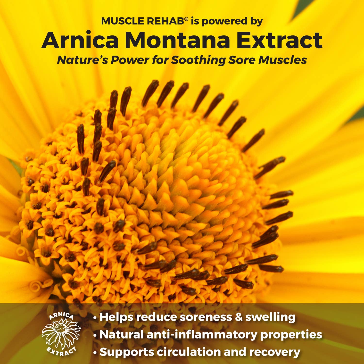 Muscle Rehab - Wholesale Pain Relief Spray/Cream - Magnesium Oil Recovery Spray | Arnica & Essential Oils 8oz4