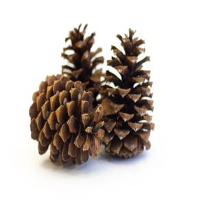 Purchase Wholesale mini pine tree. Free Returns & Net 60 Terms on Faire