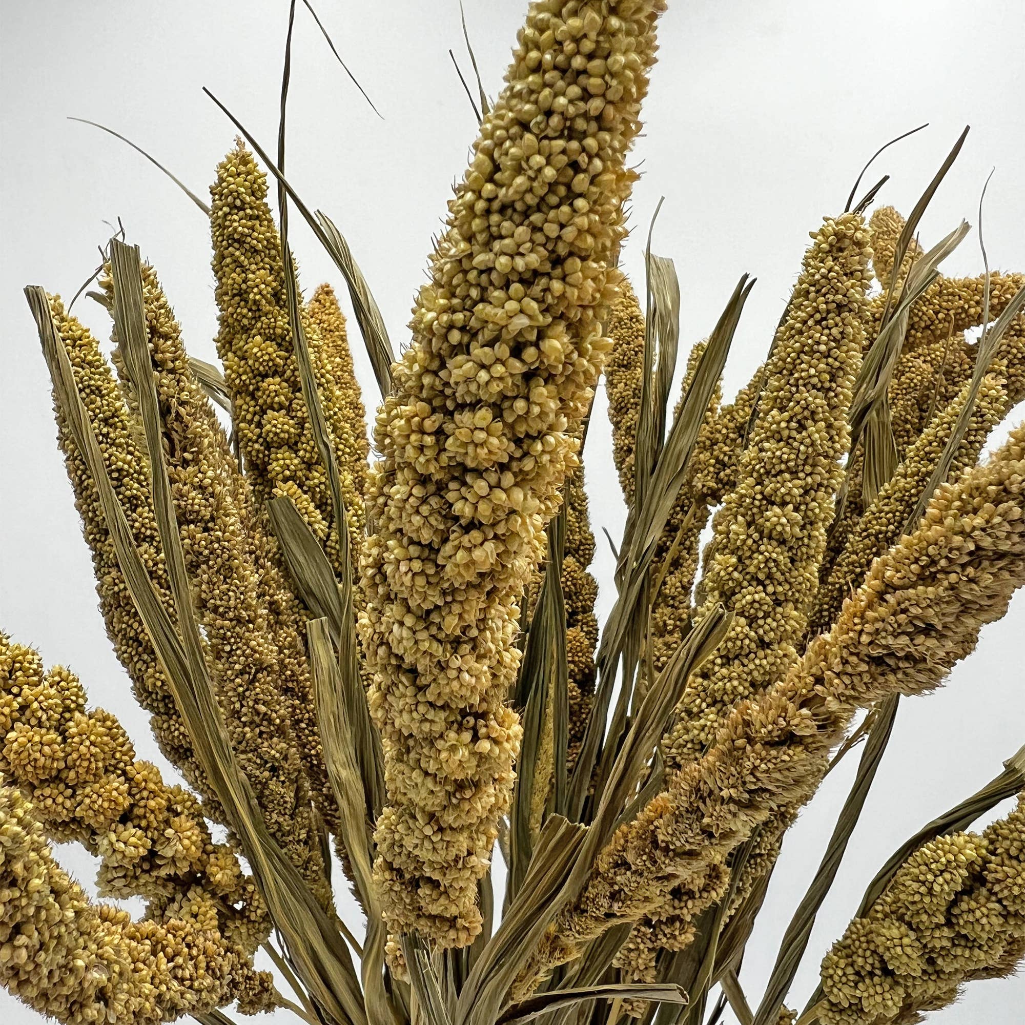 2626 Designs - Wholesale Dried/Pressed Flowers - Dried Preserved Millet Flower 21" Multiple Colors8