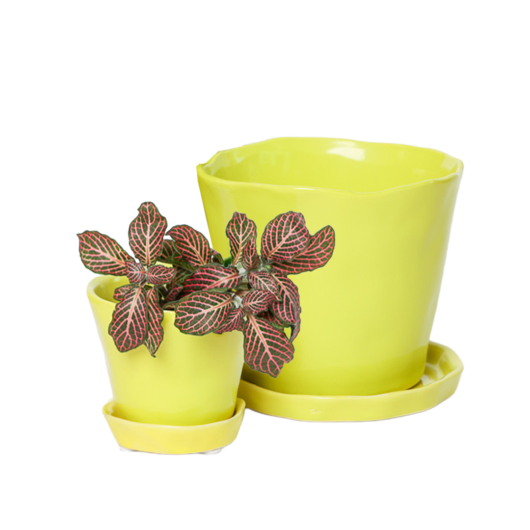 Chive - Wholesale Plant Pot - Tika Ceramic Pots With Saucer And Drainage Hole - 3"43