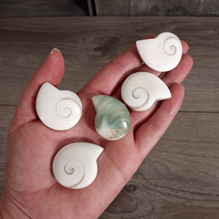 Shiva Shell Ammonite Shaped for wholesale by Keystone Crystals