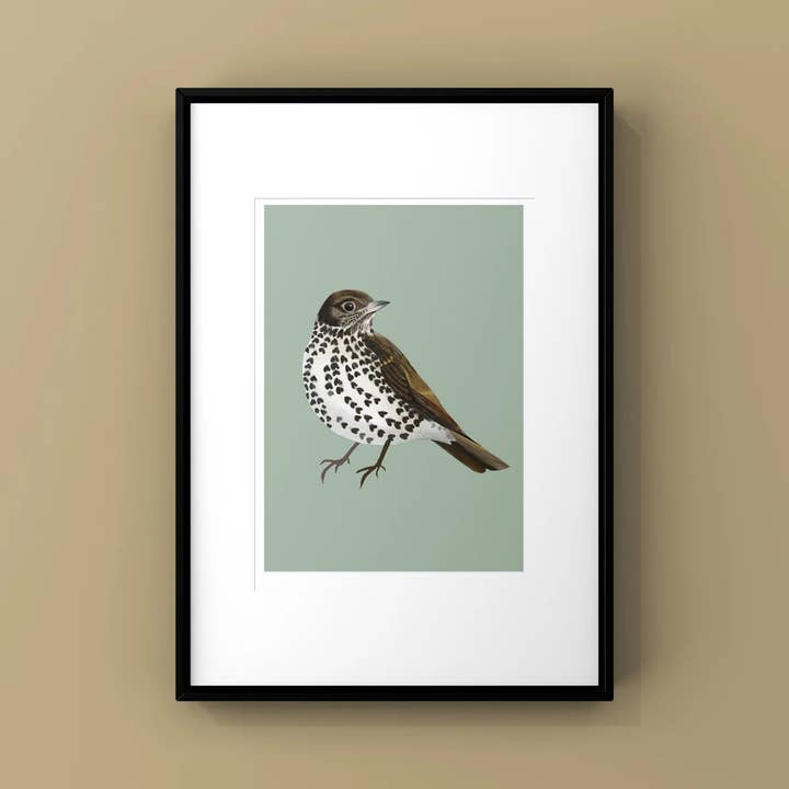 Song Thrush Print for wholesale by Susie Hamilton Art