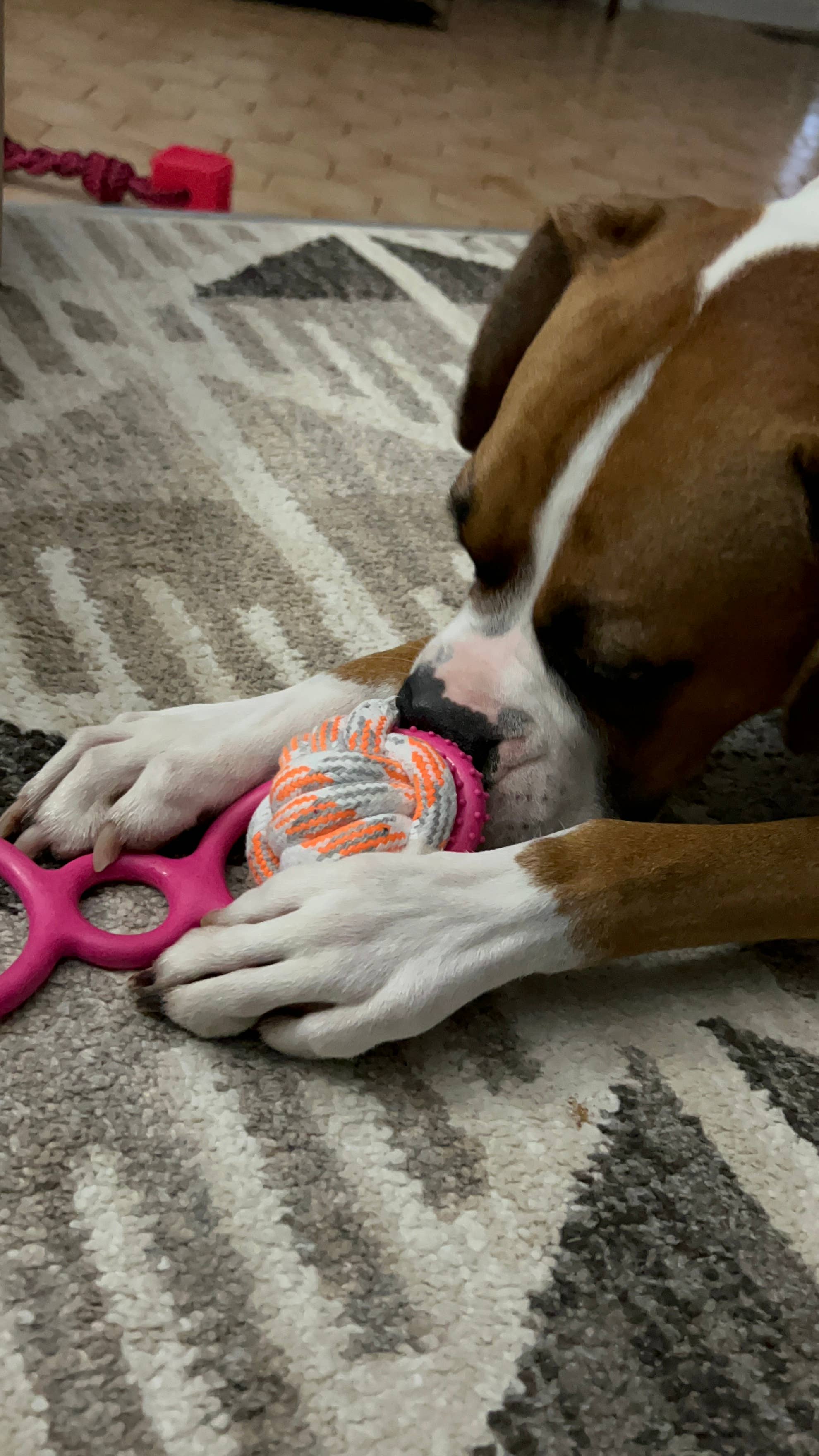 Pet Palette Distribution - Wholesale Pet Rope Toy - Dog - SnugArooz Grab N' Wag Rope Dog Toy Assorted Colors 8"3