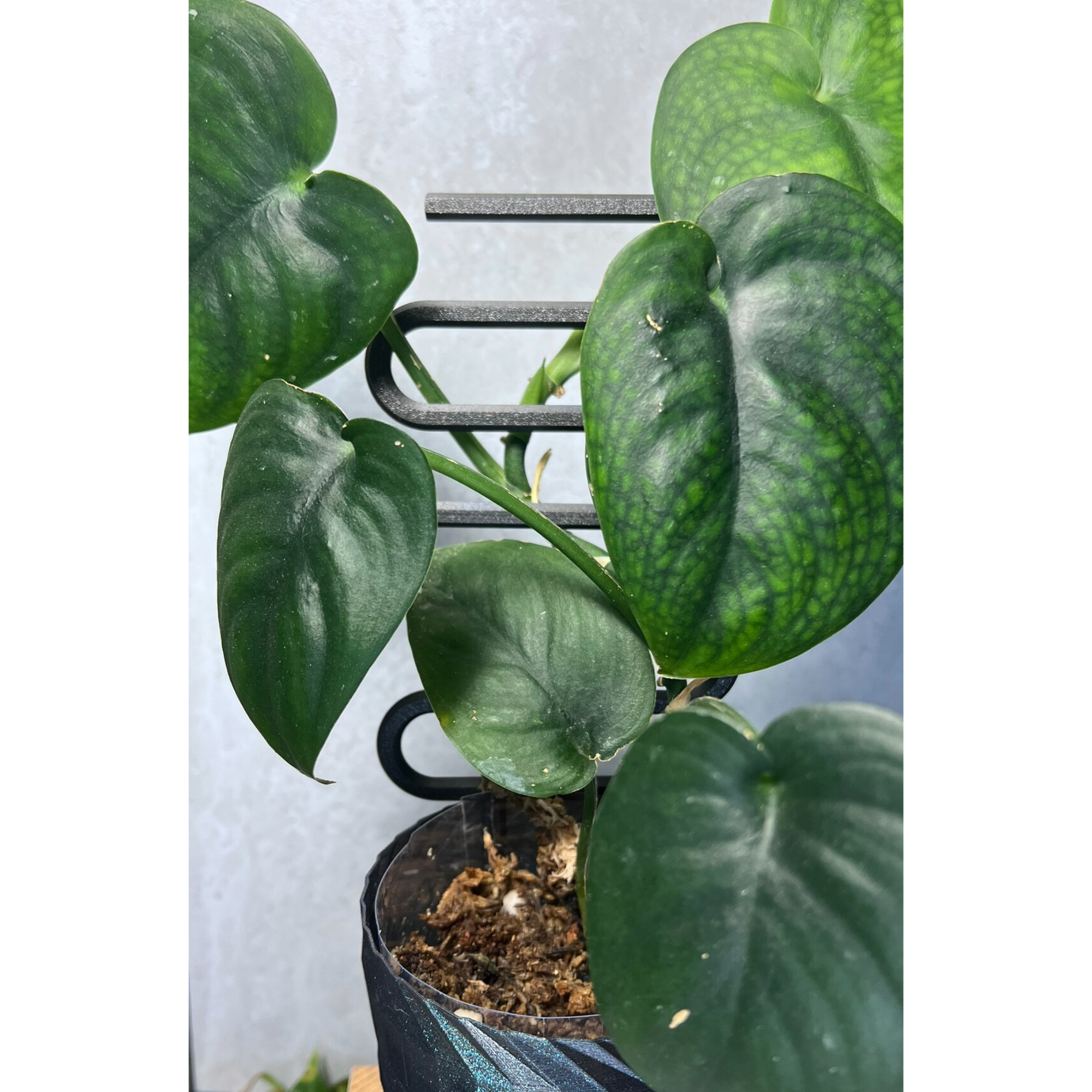 Floraform Creations - Wholesale Trellis - Plant Ladder for Small Houseplants4