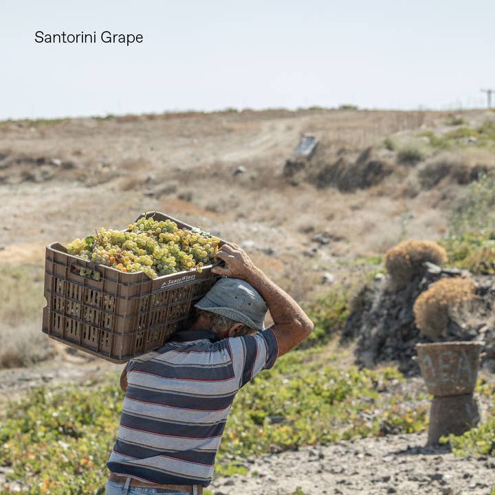 KORRES USA LTD - Wholesale Body Cream/Lotion - Body Smoothing Milk Santorini Grape3