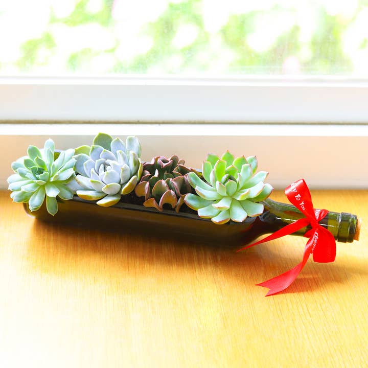 Best Plant Friend - Wholesale Succulent - Succulent Wine Bottle Arrangement - Live Succulents