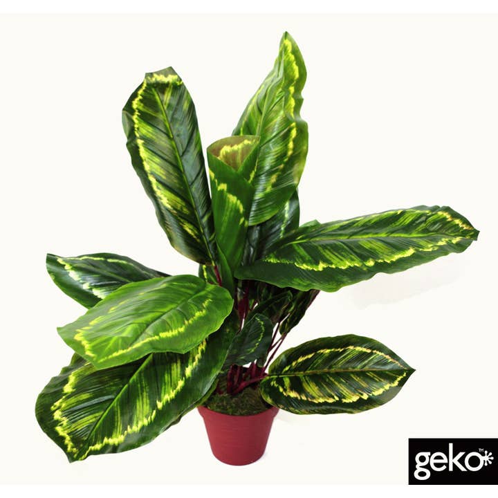 grün Künstliche Pflanze Calathea Veitchiane, 50 cm für den Großhandel auf Faire