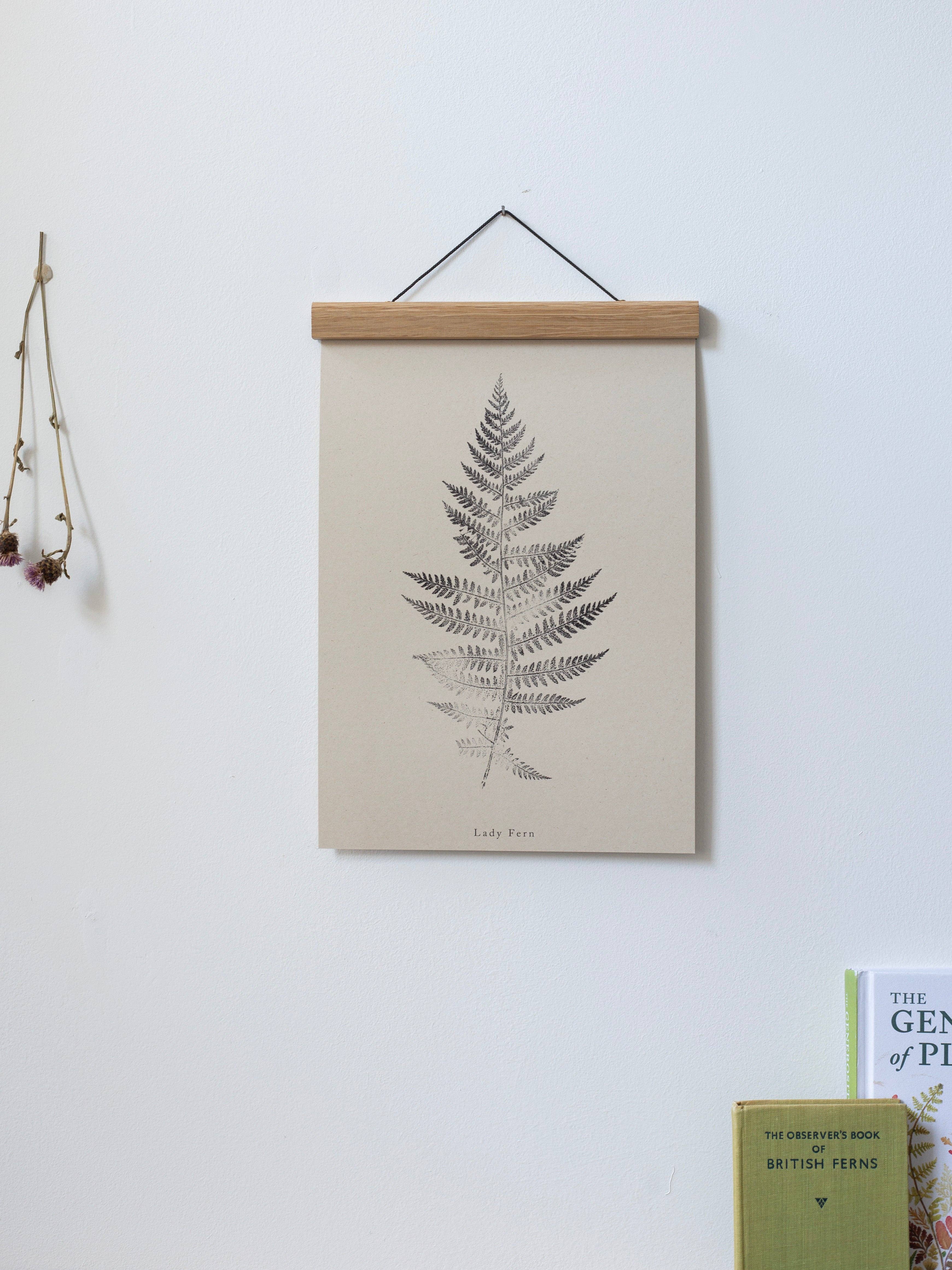 Alicia Breakspear - Wholesale Art Print - Fern Print - Botanical Art Print A5 A4 A3 Lady Fern 6