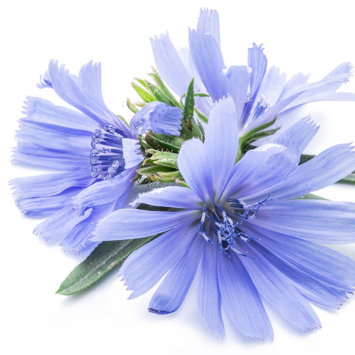 Mercede&Co - Wholesale Health/Detox Tea - chicory flower distilate 4